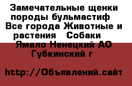 Замечательные щенки породы бульмастиф - Все города Животные и растения » Собаки   . Ямало-Ненецкий АО,Губкинский г.